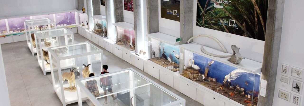 El Pabellón de Historia Natural de la UAL, desde la planta superior. | Tito S./QVEA