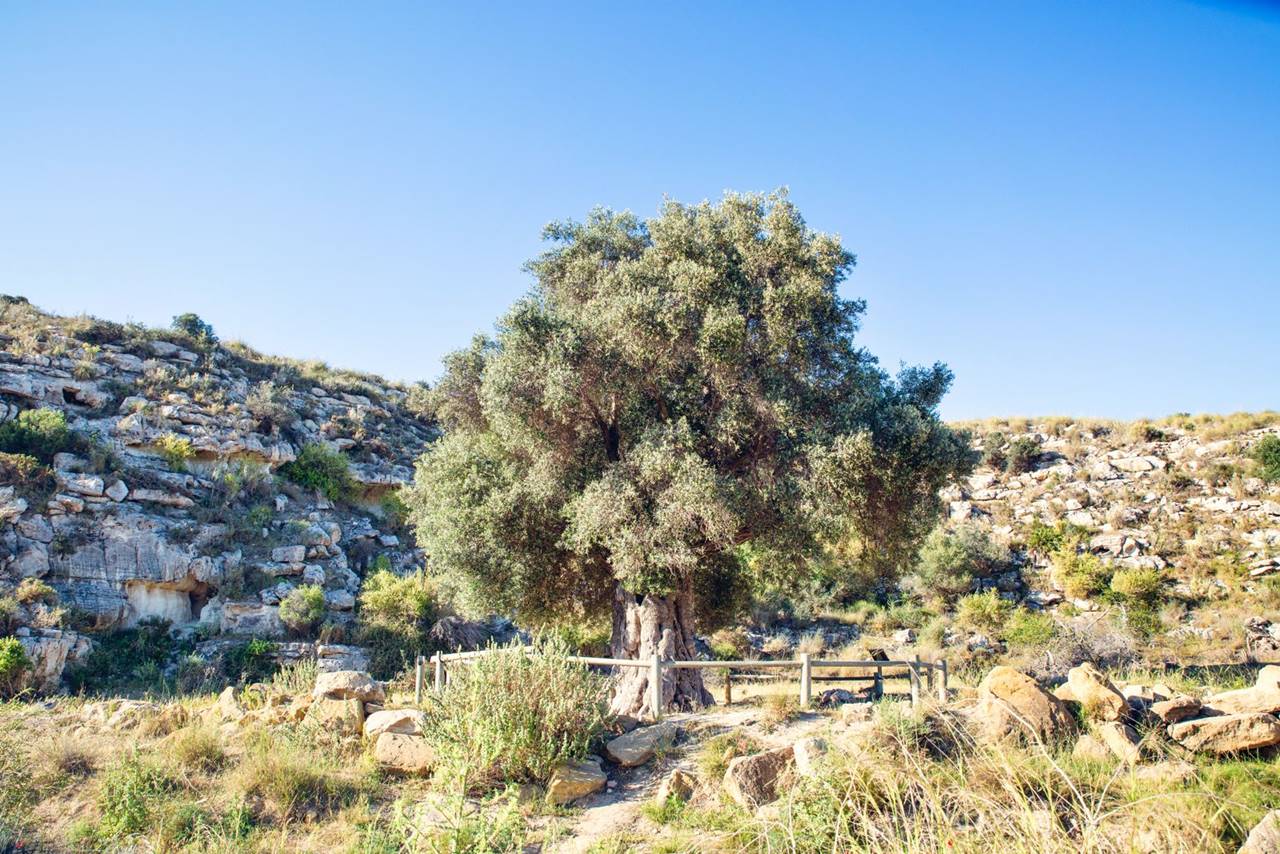 Olivo Milenario de Viruegas en Agua Amarga. | Ayuntamiento de Níjar